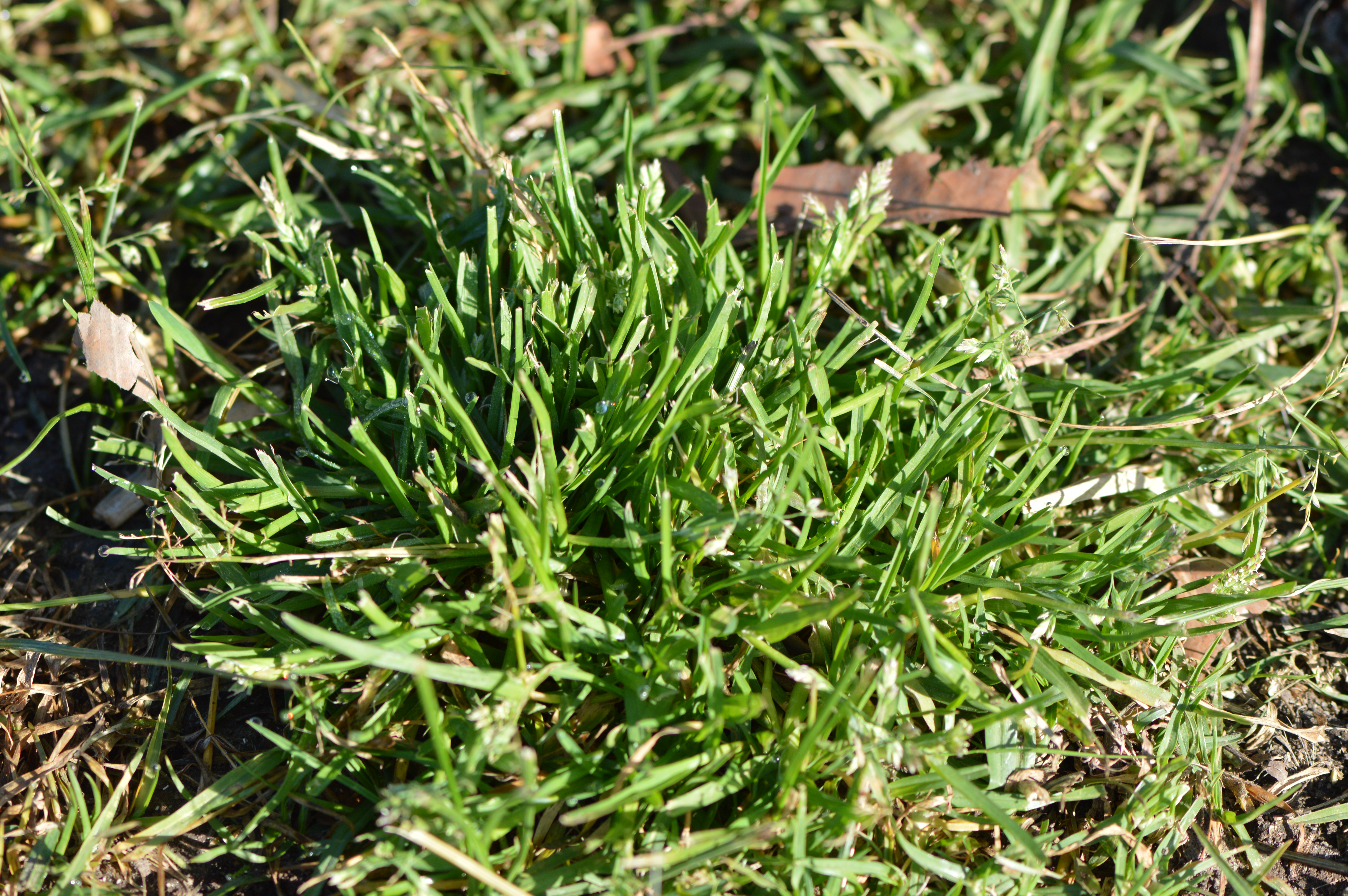 Wintergrass