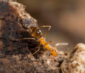 Yellow Crazy Ants