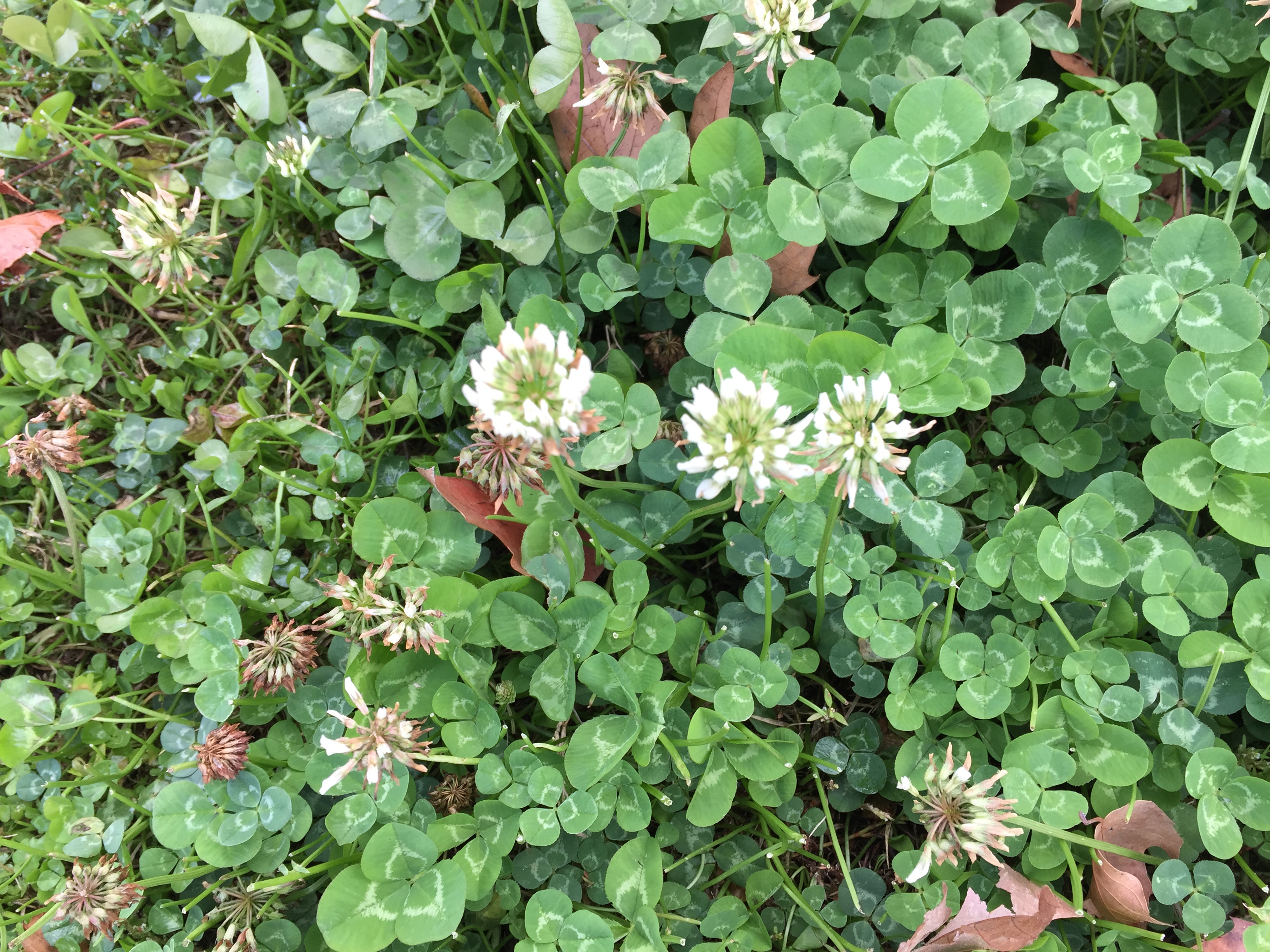 Download white-clover-weed-turf